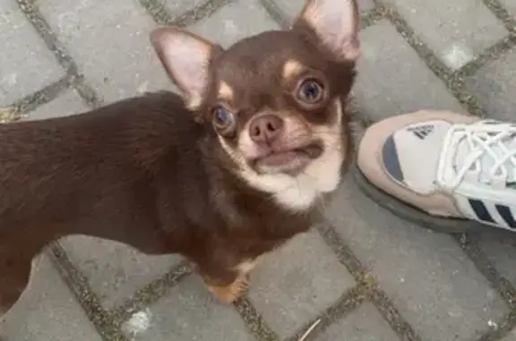 Собаки потеряшки, Севастополь, фото: Потеряшка чихуахуа у Яблока, Хрусталева 61