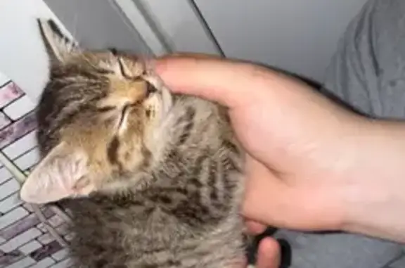 Кошка найдена: ул. Горького, 220А, Тула