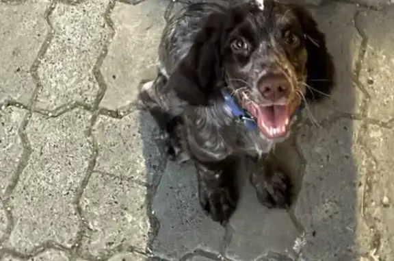 Собаки потеряшки, , фото: Потеряшка собака, Щёлкино, Атан, СНТ Энергетик 2