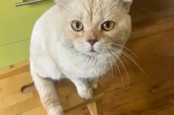 Кошки потеряшки, Московская область, фото: Потеряшка кошка в СНТ Дорожник, Таширово