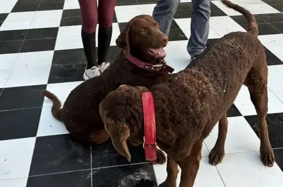 Пропала собака, Старое Симферопольское ш.