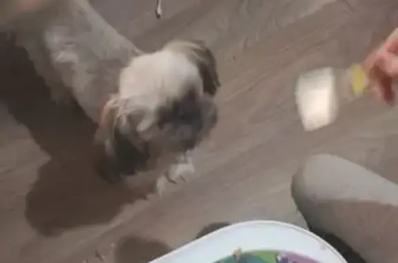 Пропала собака на Лермонтова, 182/1, Ставрополь