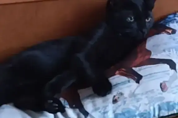 Кошки потеряшки, Санкт-Петербург, фото: Потеряшка кошка, Бухарестская ул., СПб