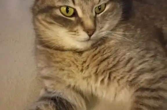 Пропала кошка, Дмитровское шоссе, Яхрома