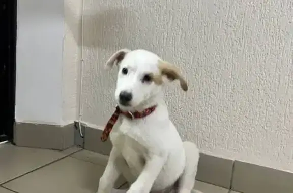 Найдена собака, Оренбург, фото: Собака найдена: Банный пер., 1, Оренбург