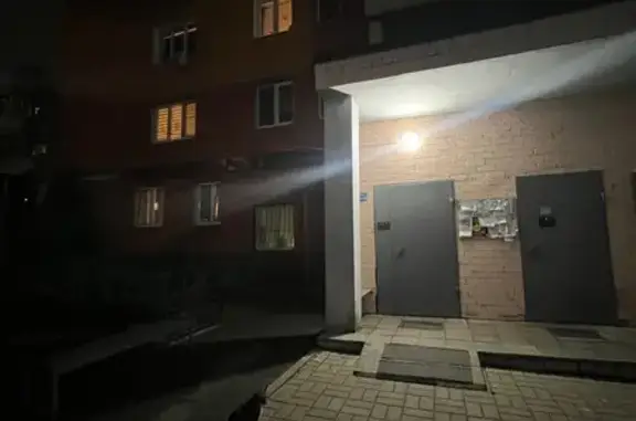 Кошка найдена у подъезда Ленпроспект 52 к2