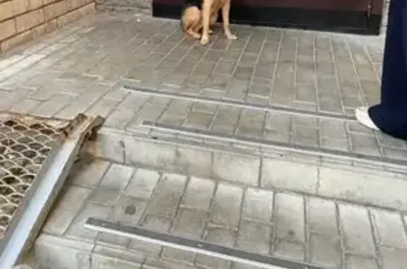 Собака найдена: ул. Абсалямова, Казань