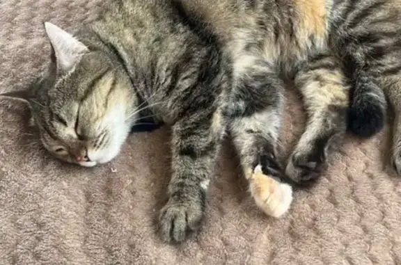 Кошка найдена: Парижская ул., 21