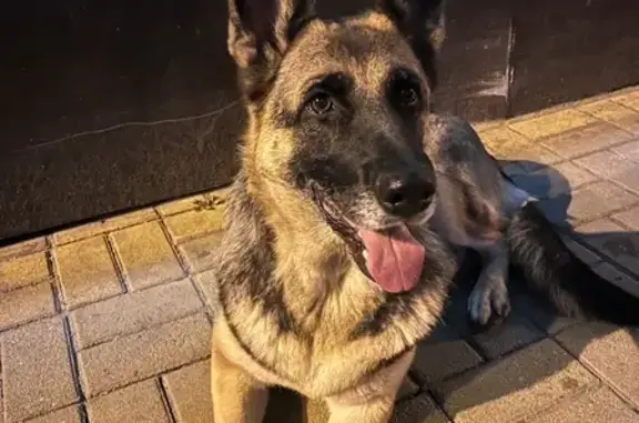 Собака найдена: Круговая ул., 4В к3