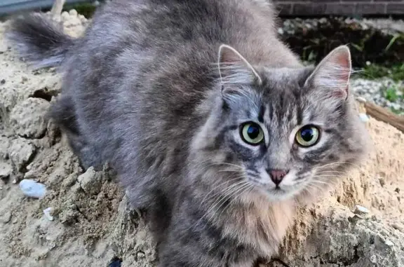 Пропала кошка, СНТ ПОЛЕТ, Ярцево, Москва