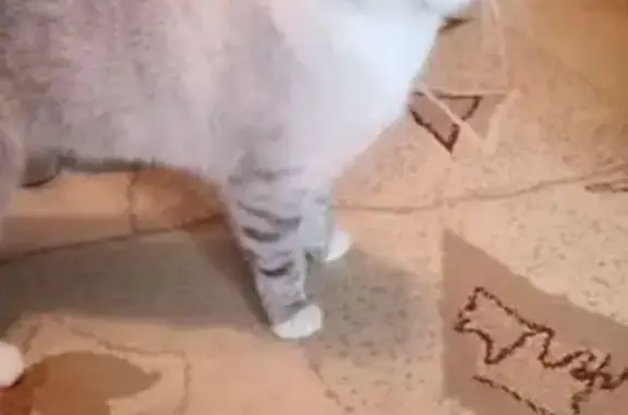 Найдена кошка, Рязанская область, фото: Найдена кошка, г.о. Рязань, Рязанская обл.