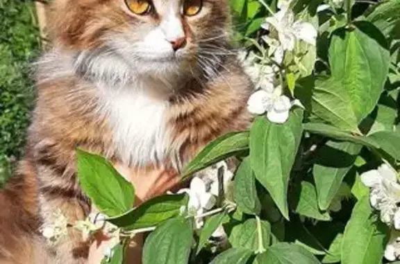 Пропал кот Тигра, г.о. Кирсанов, Тамбовская обл.