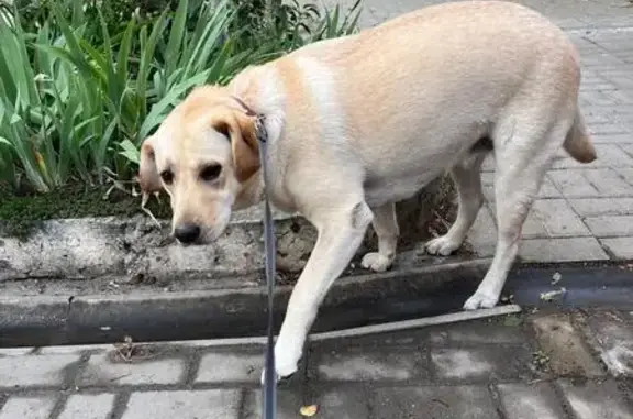 Собаки потеряшки, Ростов-на-Дону, фото: Потеряшка собака, Целинная ул. 29, Ростов-на-Дону