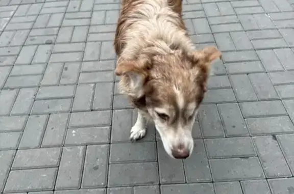 Найдена собака, Нижний Новгород, фото: Найдена собака на Ошарской, 80, Н.Новгород