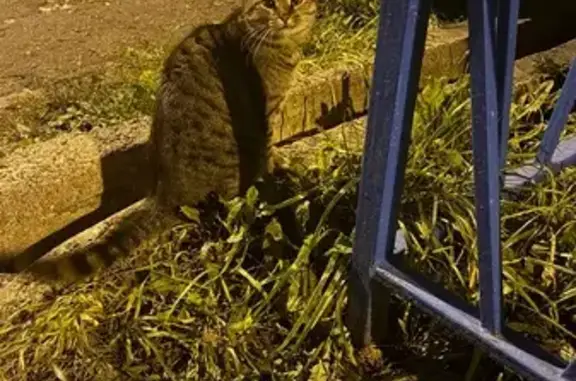 Найдена кошка, Казань, фото: Кошка найдена: пр. Победы 210, Казань