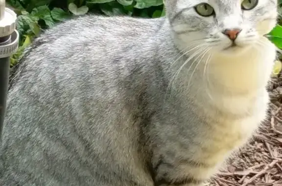 Кошки потеряшки, Курск, фото: Потеряшка кошка Маркуша, Курск, Школьная 40