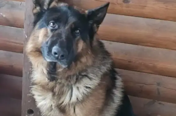 Собаки потеряшки, Апрелевка, фото: Потеряшка собака, ул. Кирова 2, Апрелевка