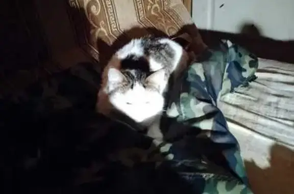 Кошки потеряшки, , фото: Потеряшка кот Васька, ул. Гоголя, Рязань