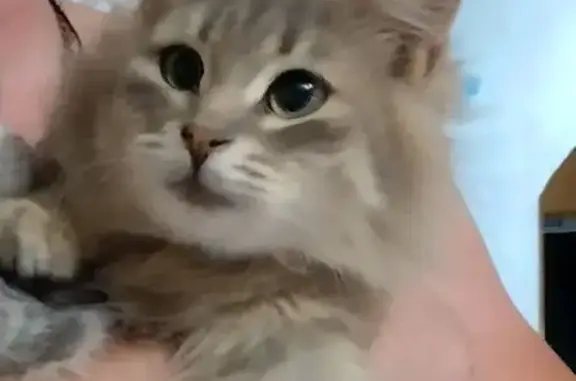 Кошки потеряшки, Пенза, фото: Потеряшка кот Пушик, проезд Тимирязева, 9