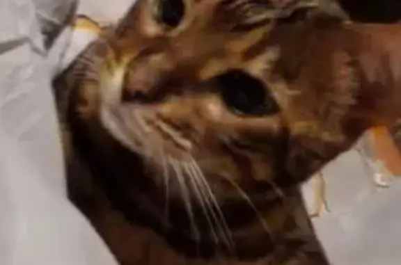 Пропала кошка, Благодатная ул. 23, Видное