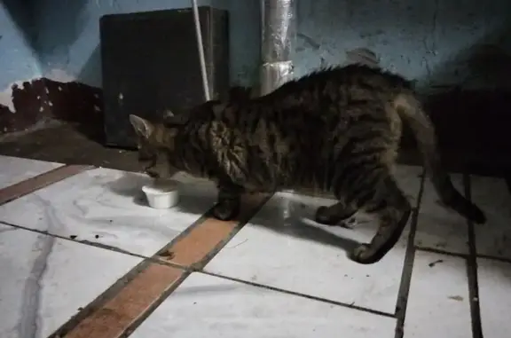 Найдена кошка, 10-11-я линии В.О., 25/42