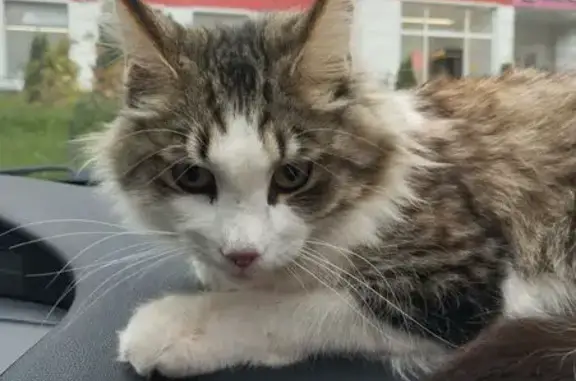 Найдена кошка, Смоленск, фото: Кошка найдена: ул. Румянцева, 7, Смоленск