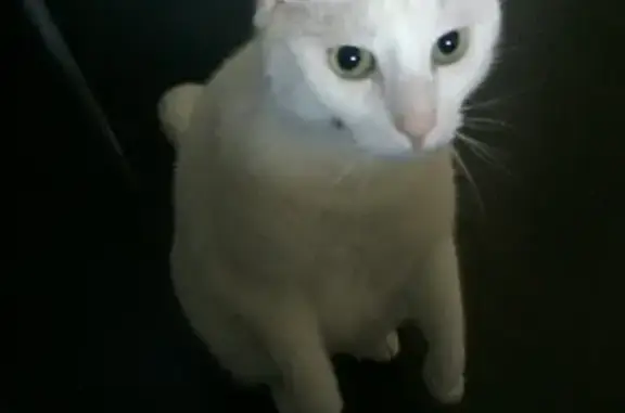 Пропала кошка в Старомусинском, Башкортостан