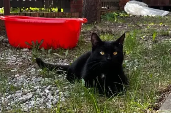 Кошки потеряшки, Стрельна, фото: Потеряшка кошка, Стрельна, ул. Каменка