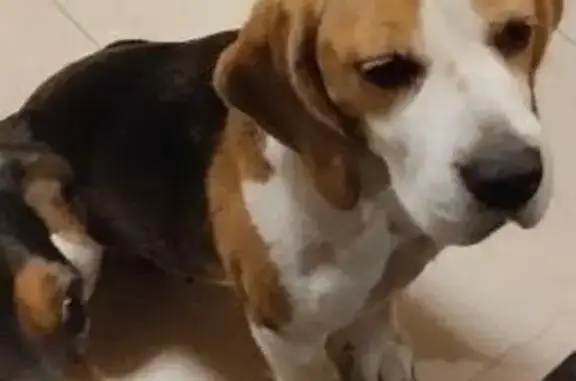 Пропала собака, Краснодар, край