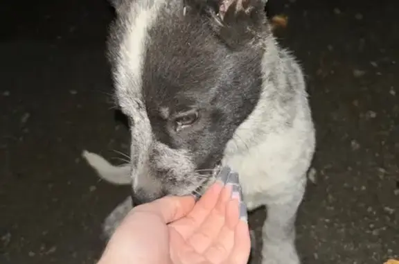 Собака найдена: ул. Жукова, 12А, Тула