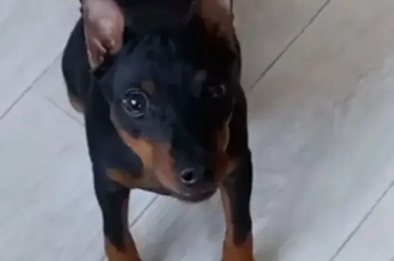 Пропала собака на Сергеляхском ш., Якутск