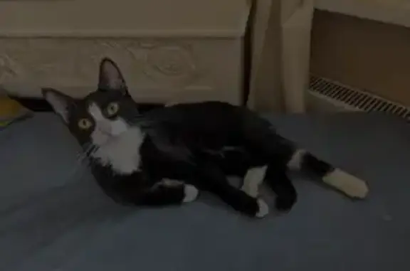 Найдена кошка, Новосибирск, фото: Пропала кошка, пл. Калинина, Новосибирск