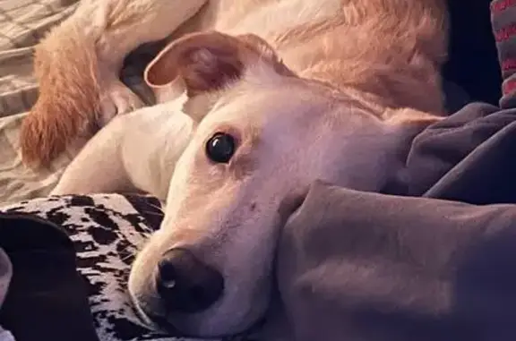 Собаки потеряшки, Оренбург, фото: Потеряшка собака на ул. Салмышская, 9/3