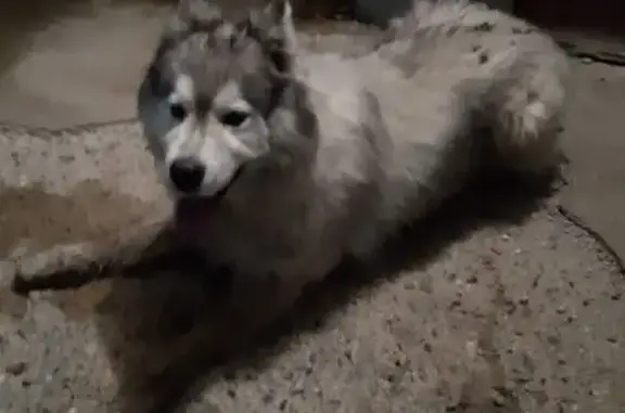 Найдена собака, Кохма, фото: Найдена собака, Просторный мкр, Кохма