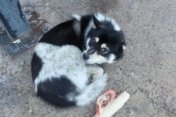 Собака найдена на Виля Липатова, 22