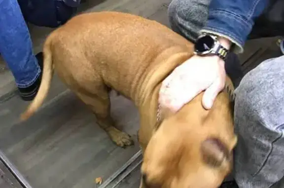 Найдена собака, Иркутск, фото: Собака найдена: Депутатская ул. 20, Иркутск