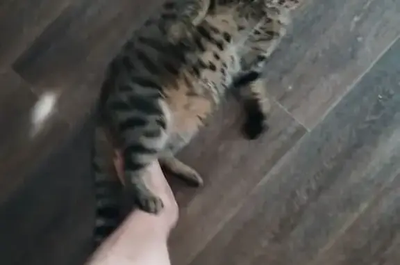 Кошки потеряшки, Амурская область, фото: Потеряшка кошка, Владимировка, Амурская обл.