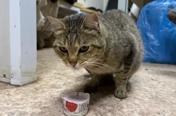 Найдена кошка, Тюменская область, фото: Кошка найдена: Московский, Тюменская обл.