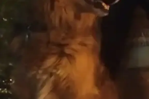 Пропала собака, ул. Курчатова 2, Красноярск