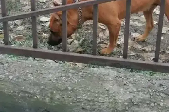 Найдена собака, Иркутск, фото: Собака найдена у офиса, Щедрина 10, Иркутск