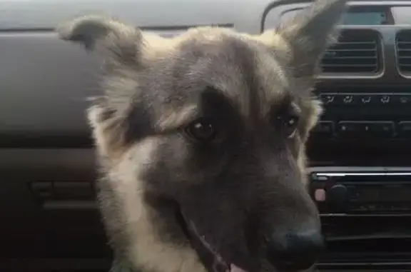 Пропала собака в Чите, Забайкальский край