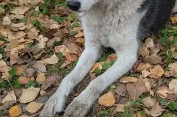 Найдена собака, Село Ильинка, фото: Найдена собака, Совхозная ул., 60/2