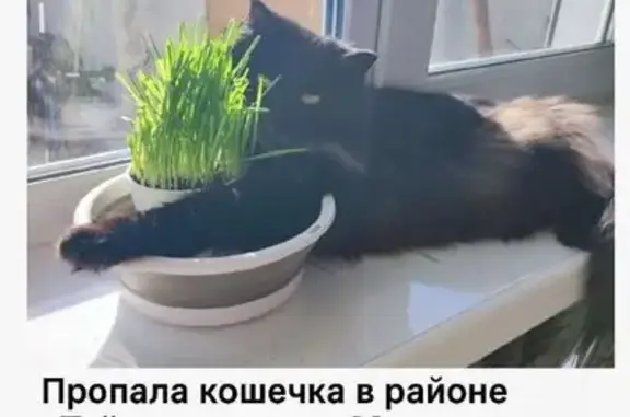 Кошки потеряшки, Амурская область, фото: Потеряшка кошка, Благовещенск, Амурская обл.