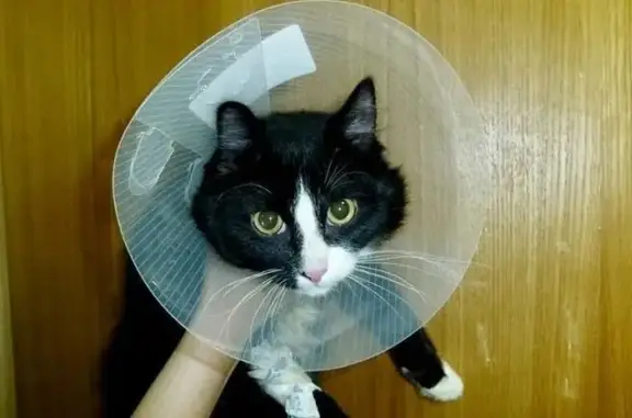 Кошки потеряшки, Тамбов, фото: Потеряшка кот Барсик, Балашовская 60А, Тамбов