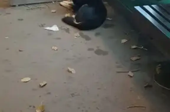 Щенок найден в Измайлово, МО
