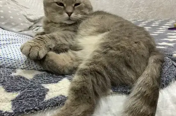 Пропала кошка в Нагаево, Башкортостан