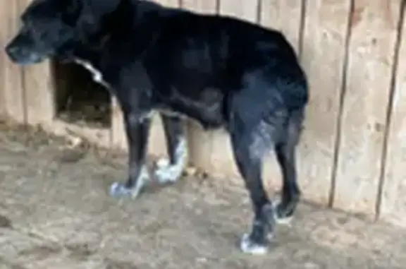 Объявления о пропавших и найденных животных, Ребристый, фото: Пропала собака на Парковой улице, Ребристый