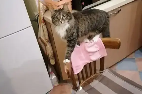 Кошки потеряшки, Красноярск, фото: Потеряшка кошка, ул. Карбышева, 4А