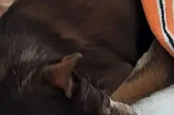 Пропала собака на ул. Добровольского, 28