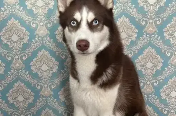 Пропала собака, ул. Вяземского, Брянск